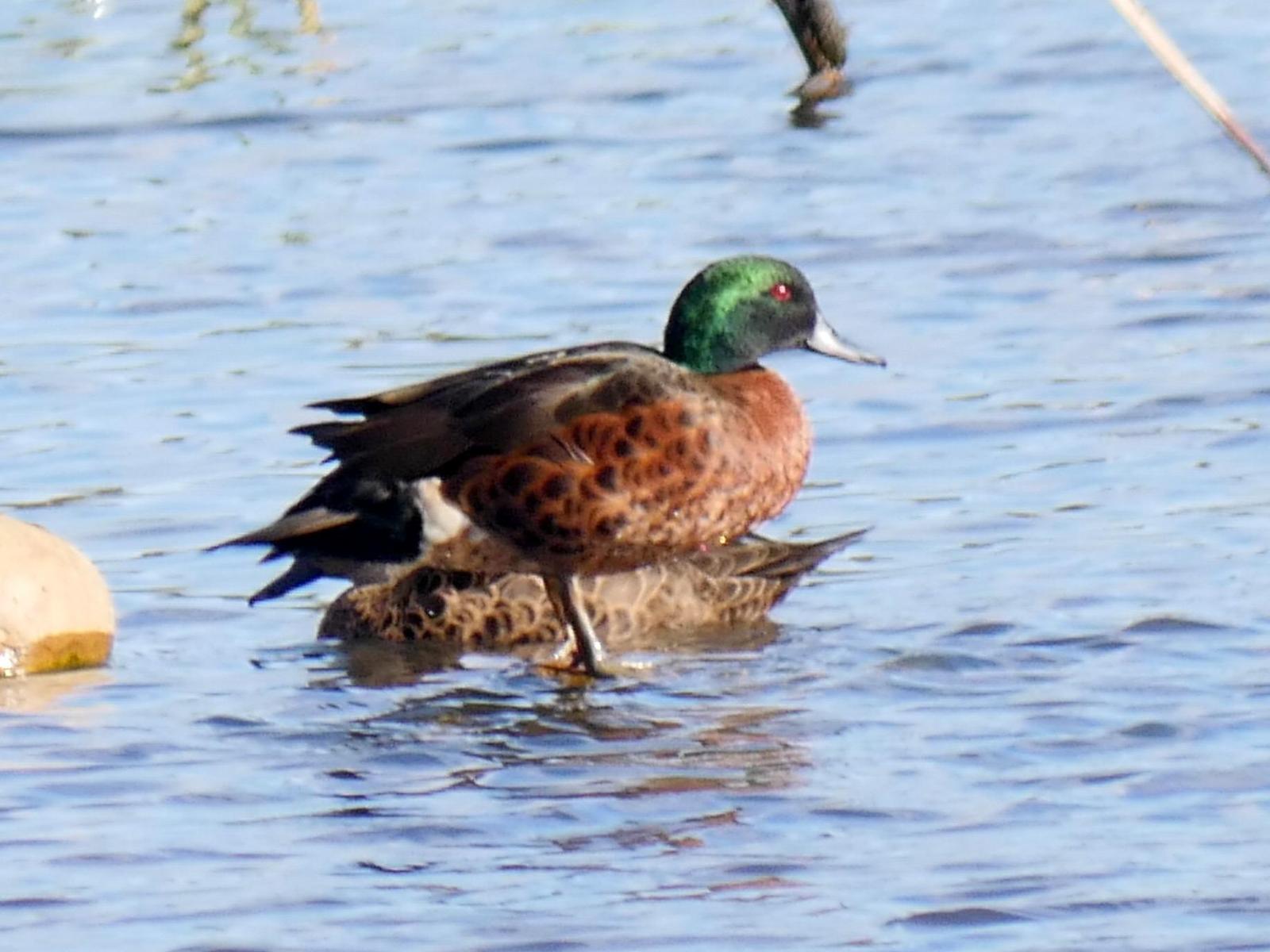 Chestnut Teal Photo by Peter Lowe