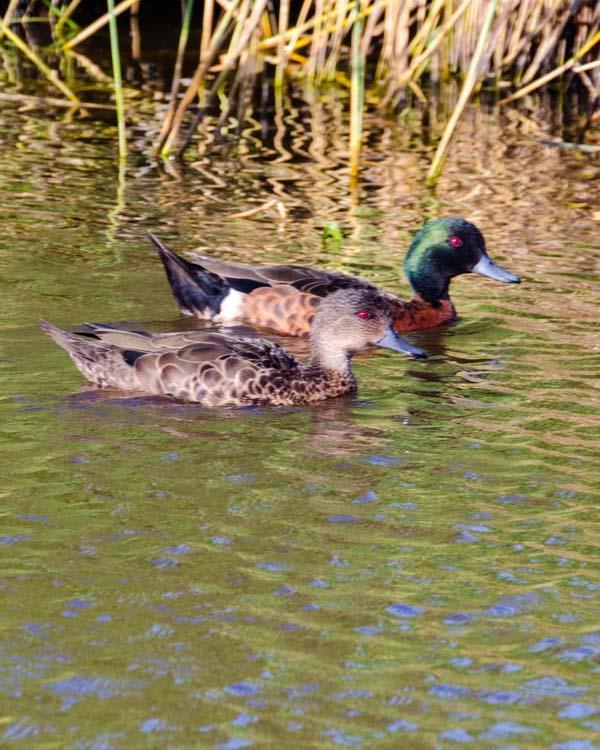 Chestnut Teal Photo by Bob Hasenick