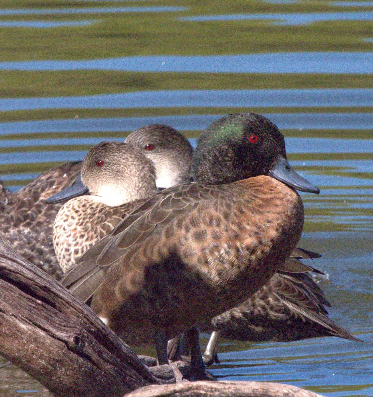 Chestnut Teal Photo by Peter Lowe
