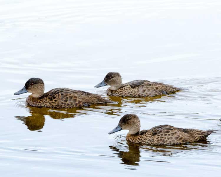 Chestnut Teal Photo by Bob Hasenick