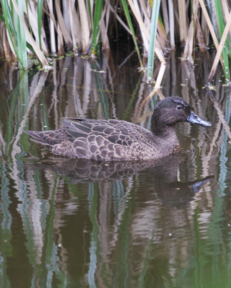 Brown Teal Photo by Chris Harrison