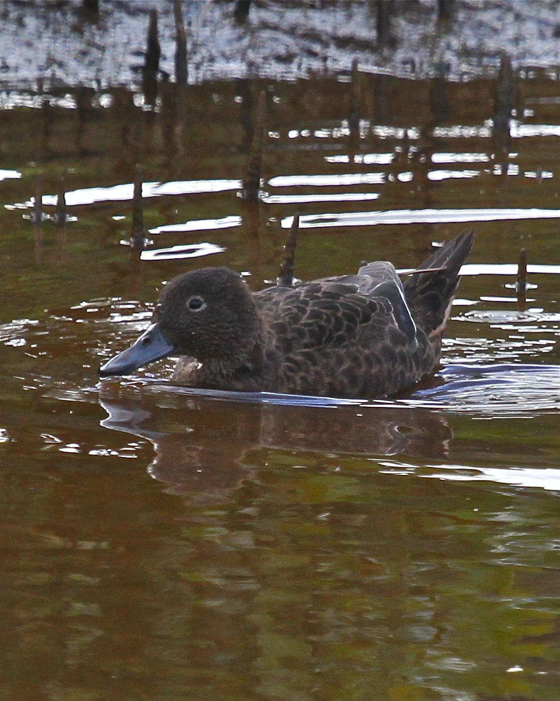 Brown Teal Photo by R. Bruce Richardson