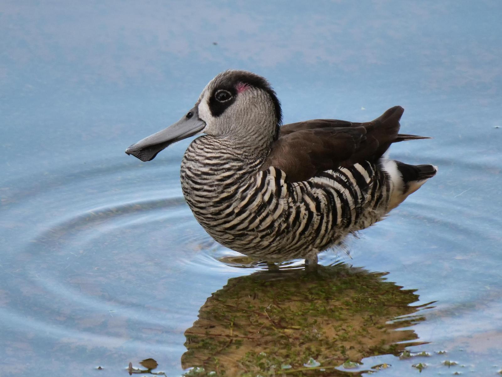 Pink-eared Duck Photo by Peter Lowe