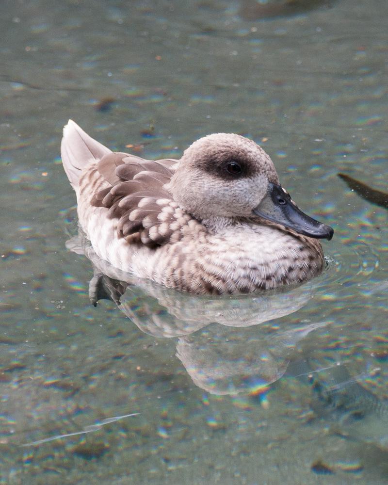 Marbled Teal Photo by Chris Harrison