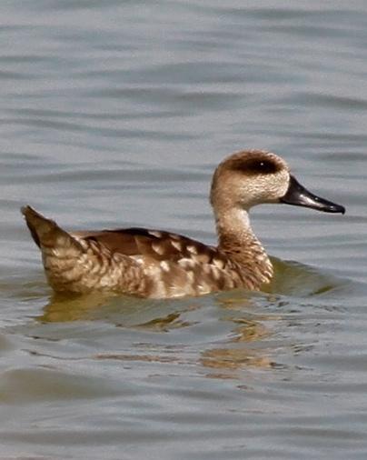 Marbled Teal Photo by Stephen Daly