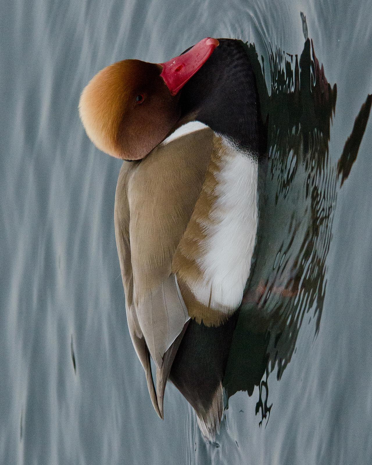 Red-crested Pochard Photo by Pete Myers