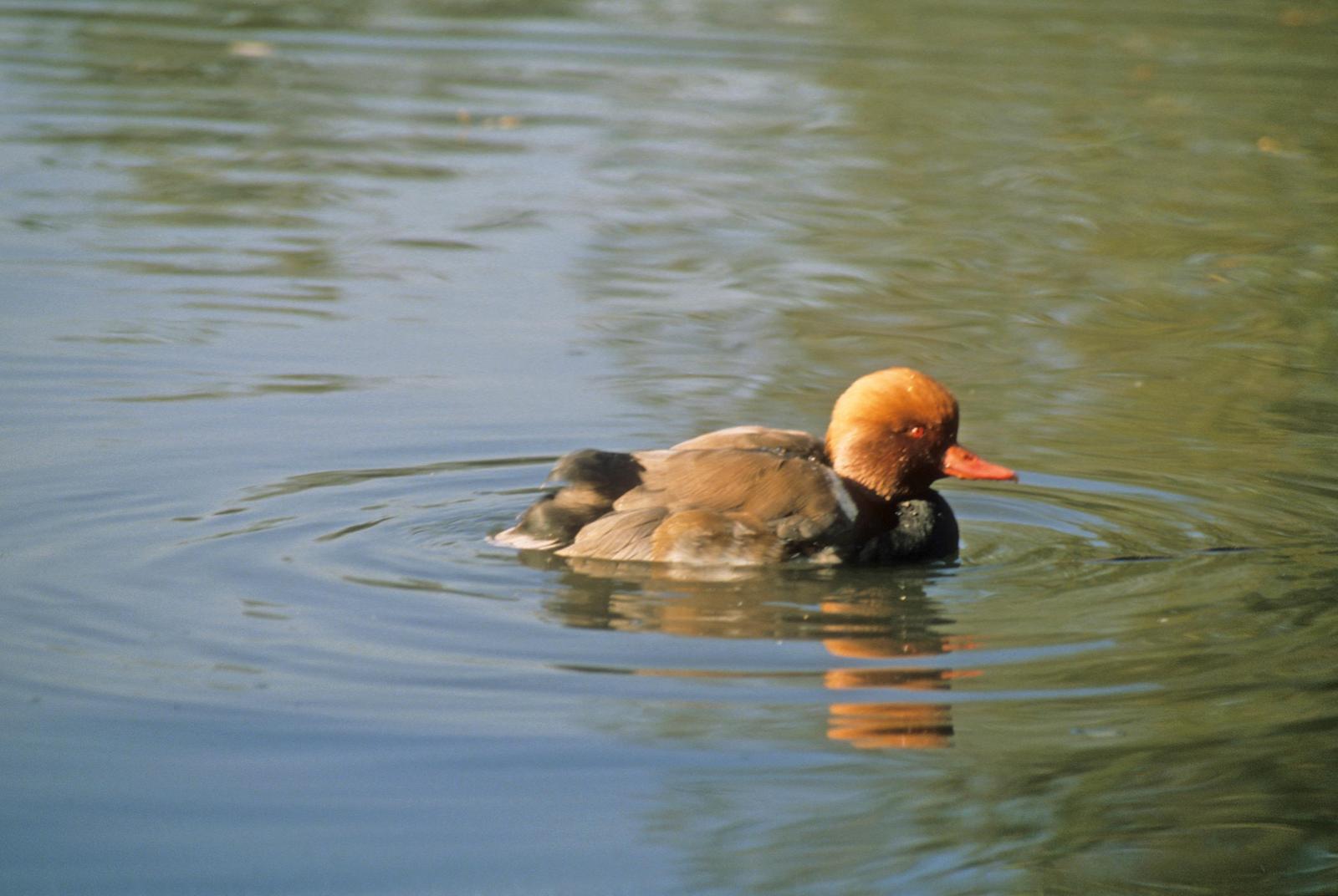 Red-crested Pochard Photo by Steven Mlodinow