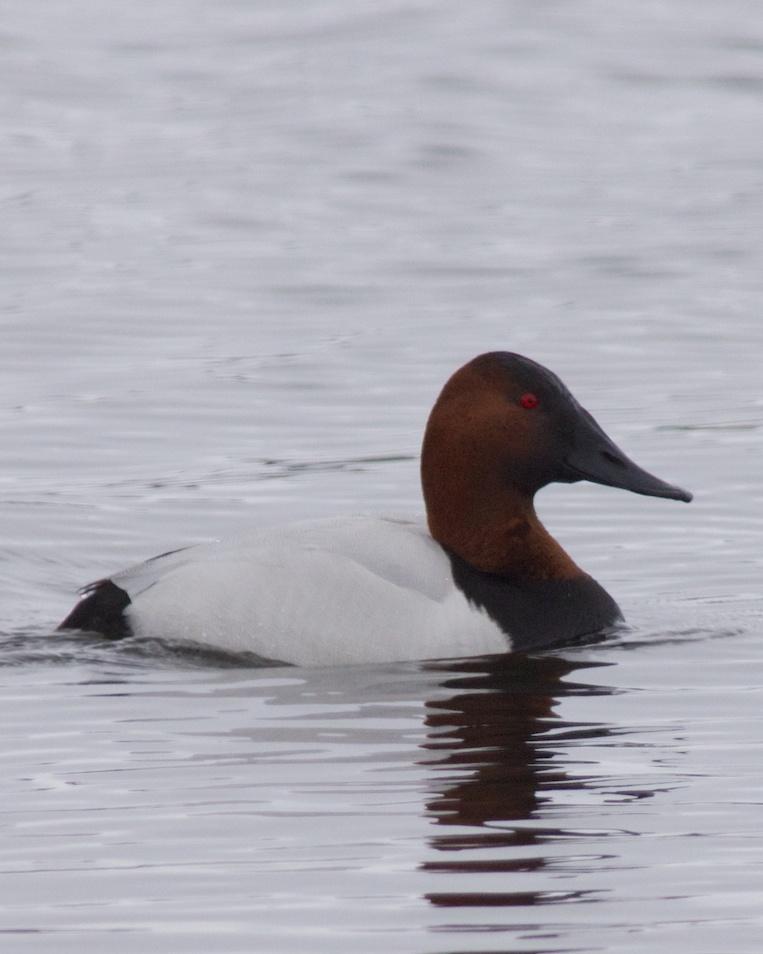 Canvasback Photo by Gerald Hoekstra