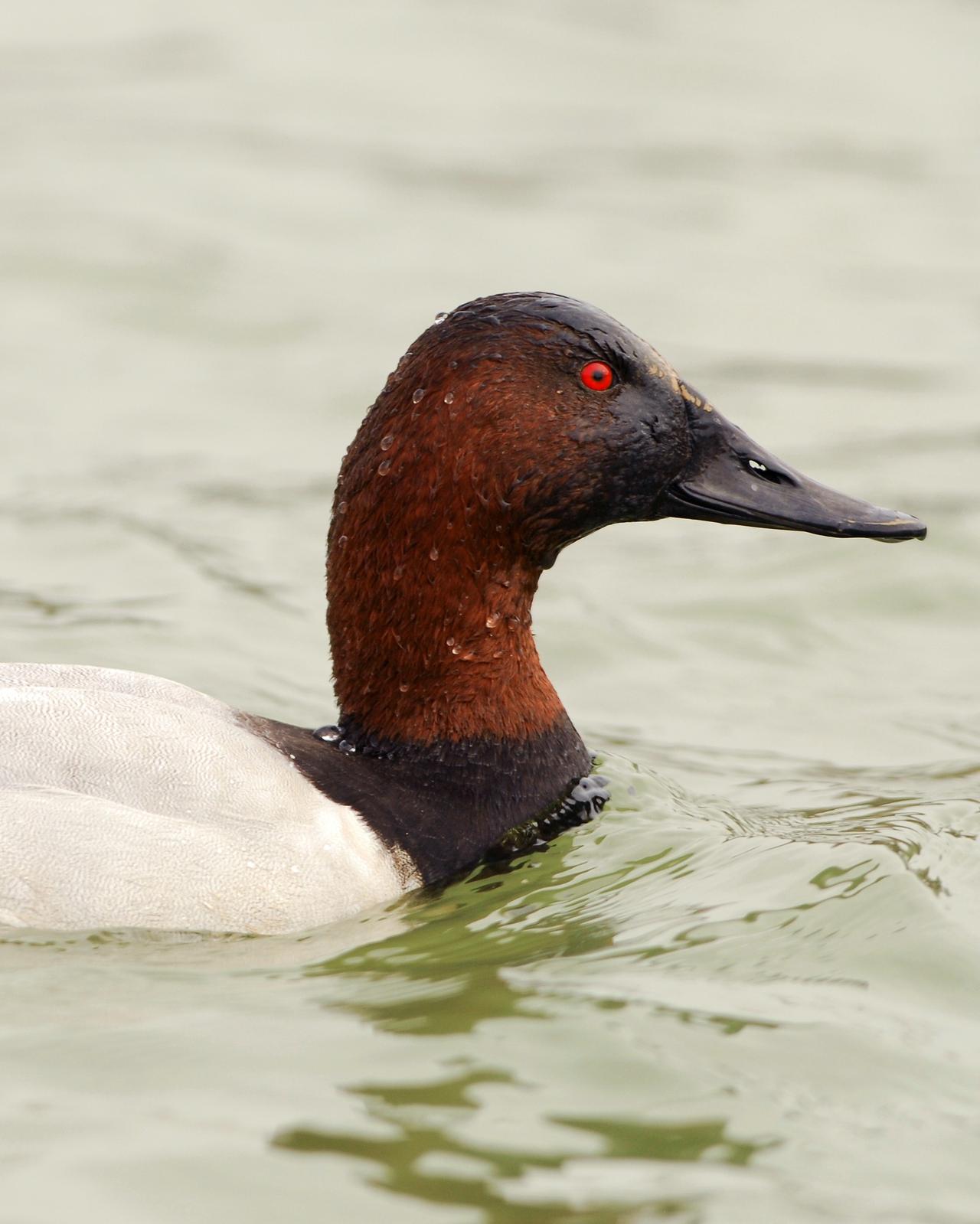 Canvasback Photo by David Hollie
