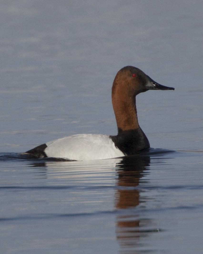 Canvasback Photo by Jeff Moore