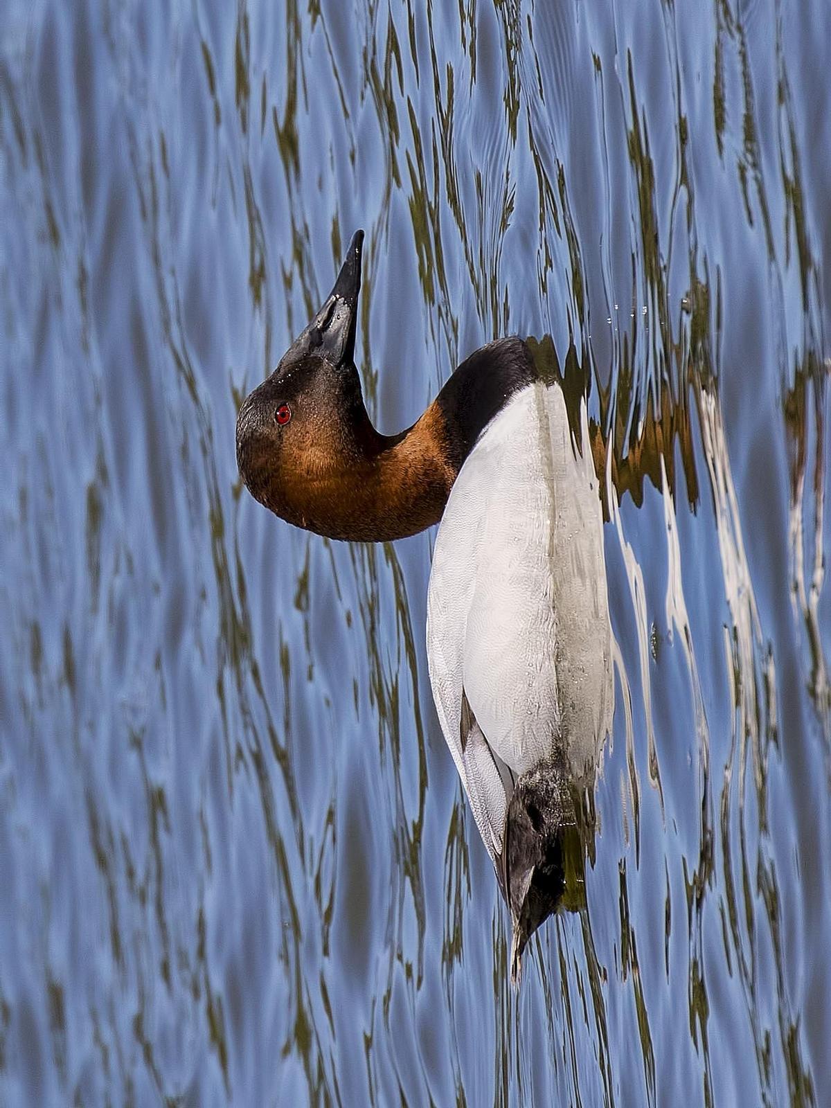 Canvasback Photo by Michael Moore