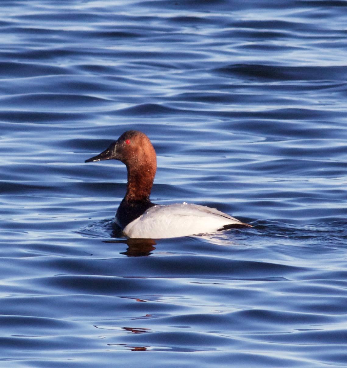 Canvasback Photo by Kathryn Keith