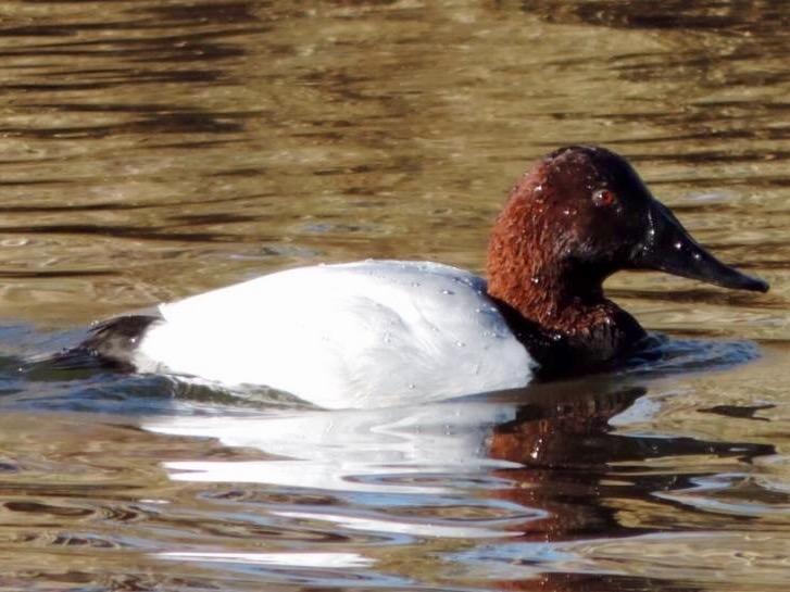 Canvasback Photo by James Mosley