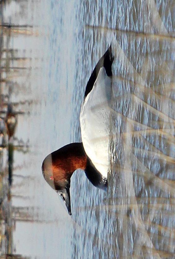Canvasback Photo by Tom Gannon