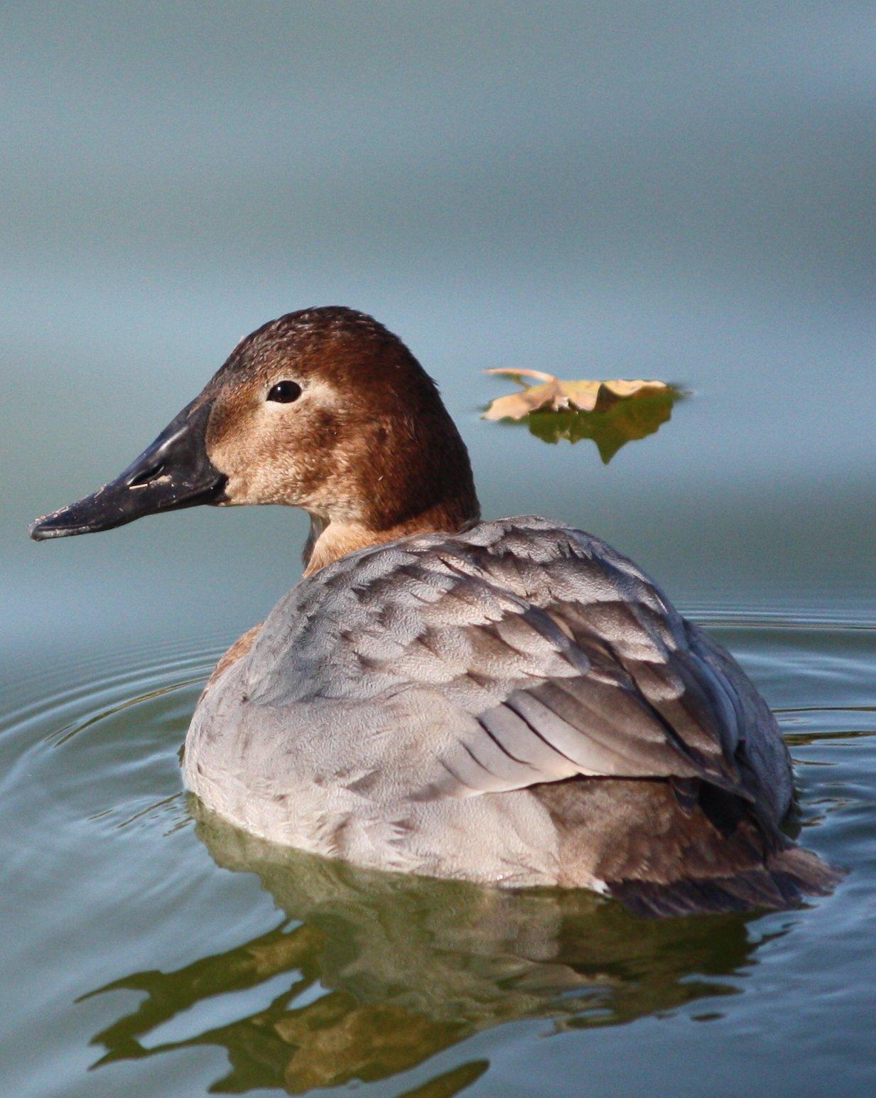 Canvasback Photo by Andrew Core