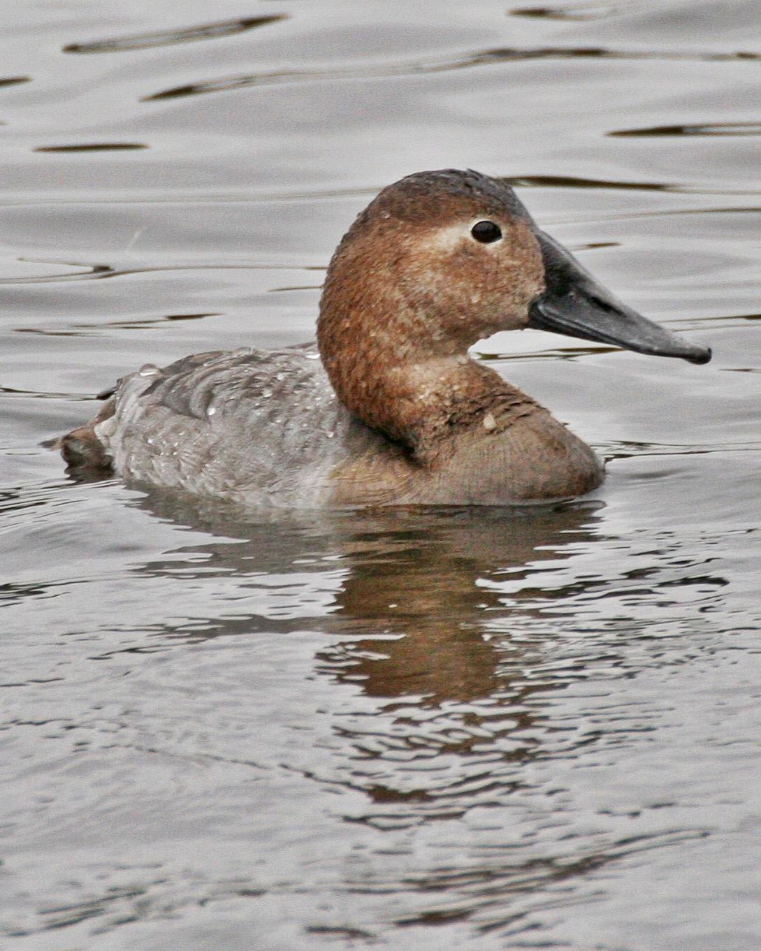 Canvasback Photo by Andrew Theus