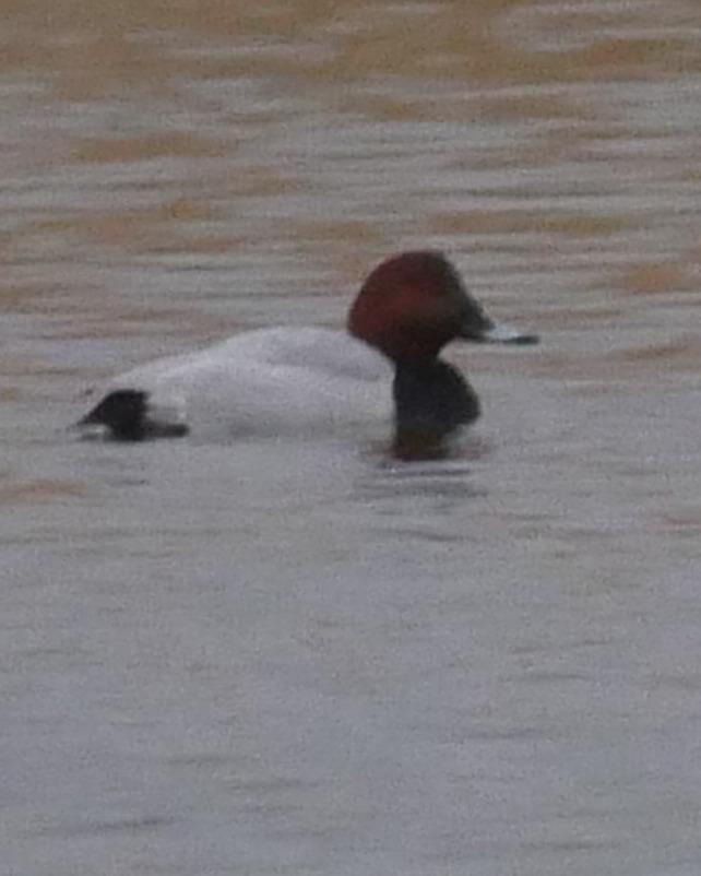 Common Pochard Photo by Peter Lowe
