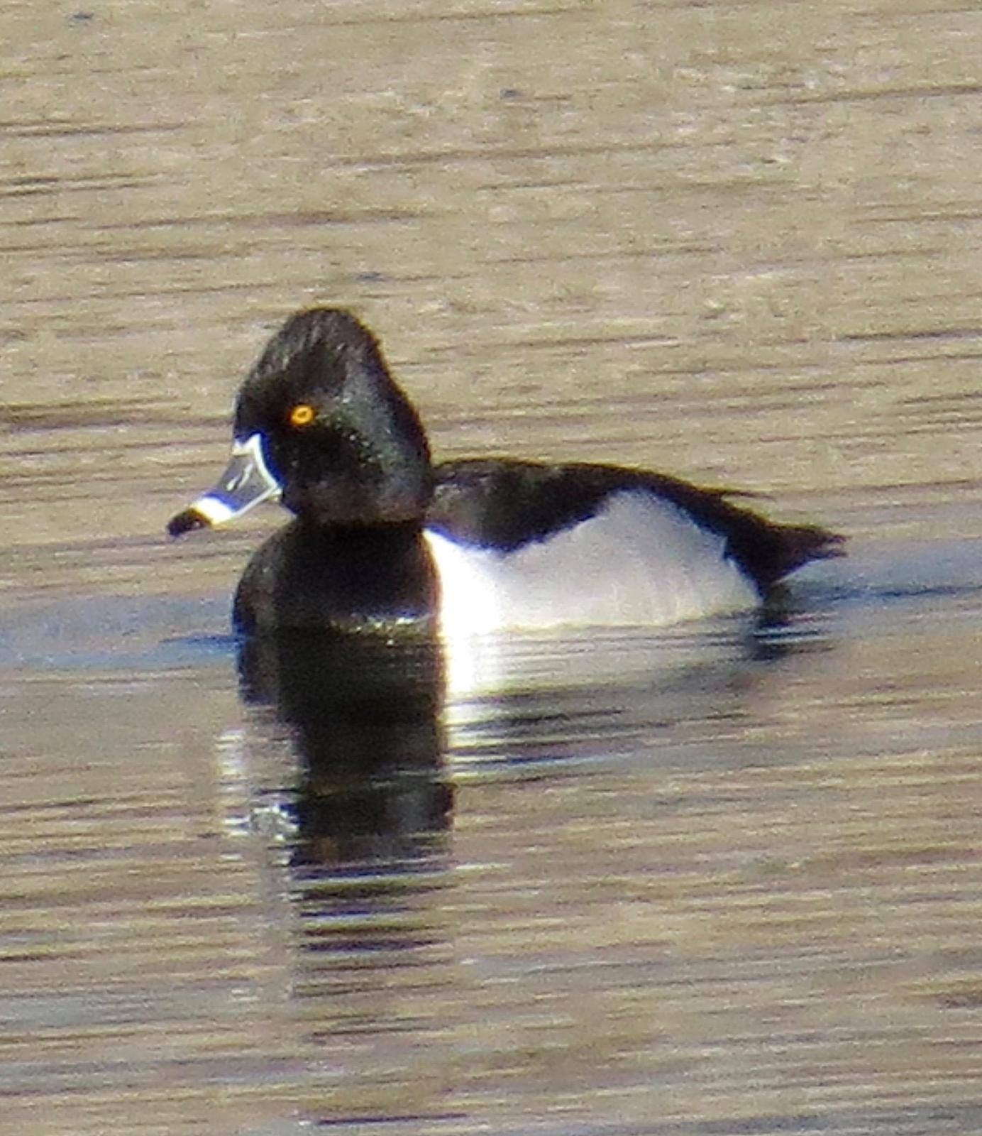 Ring-necked Duck Photo by Don Glasco