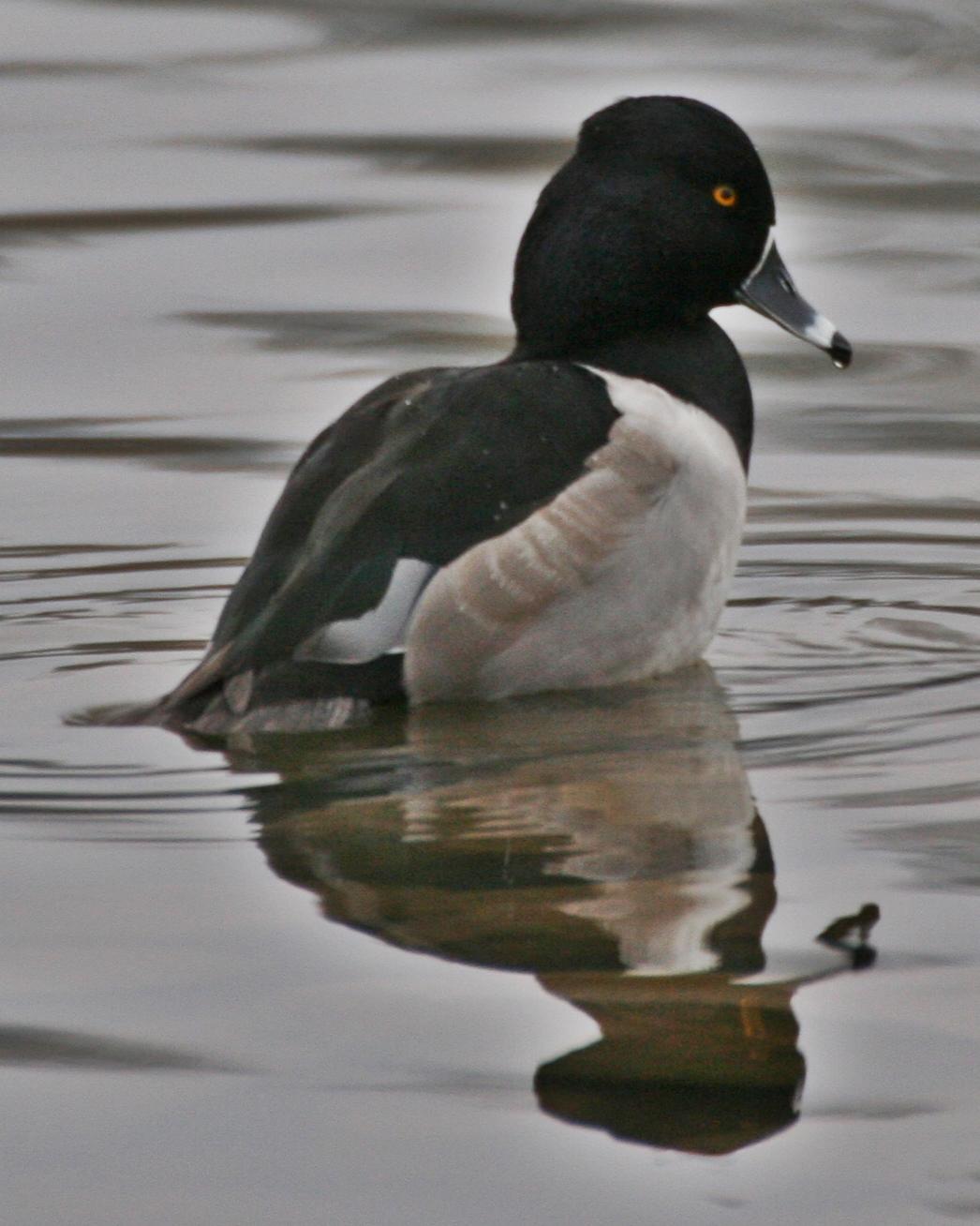Ring-necked Duck Photo by Andrew Theus