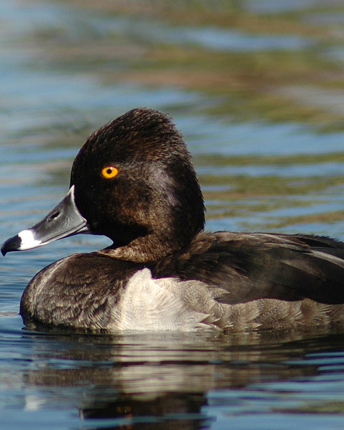Ring-necked Duck Photo by Magill Weber