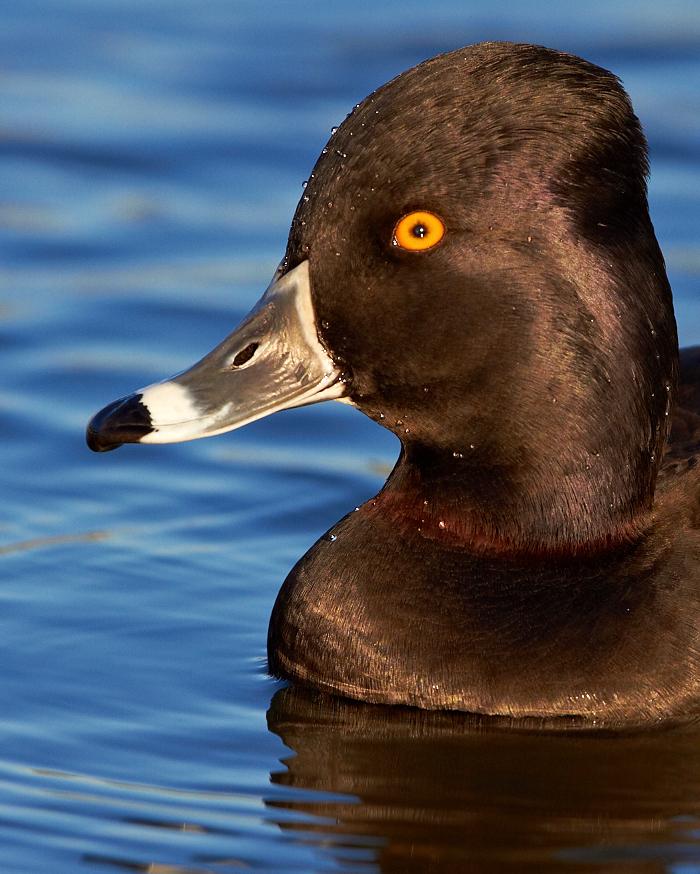 Ring-necked Duck Photo by Chris Fagyal