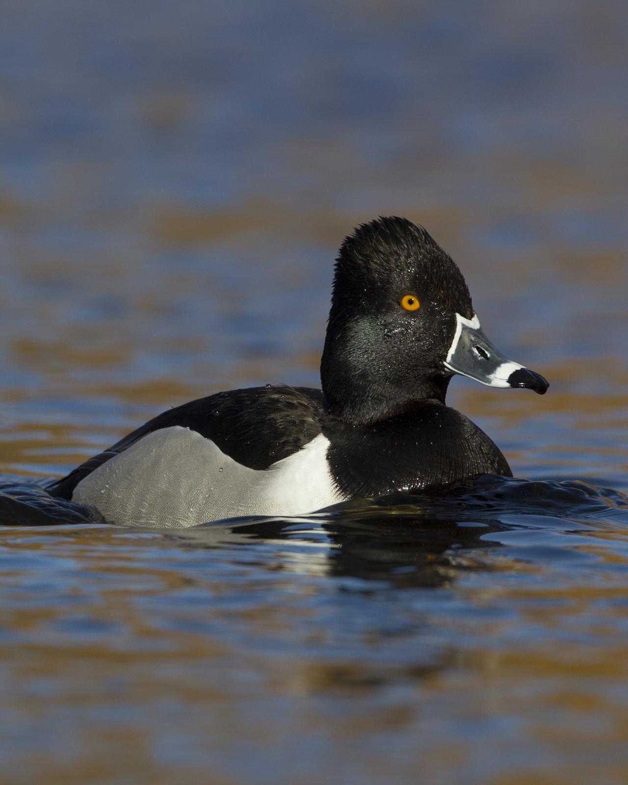 Ring-necked Duck Photo by Jeff Moore