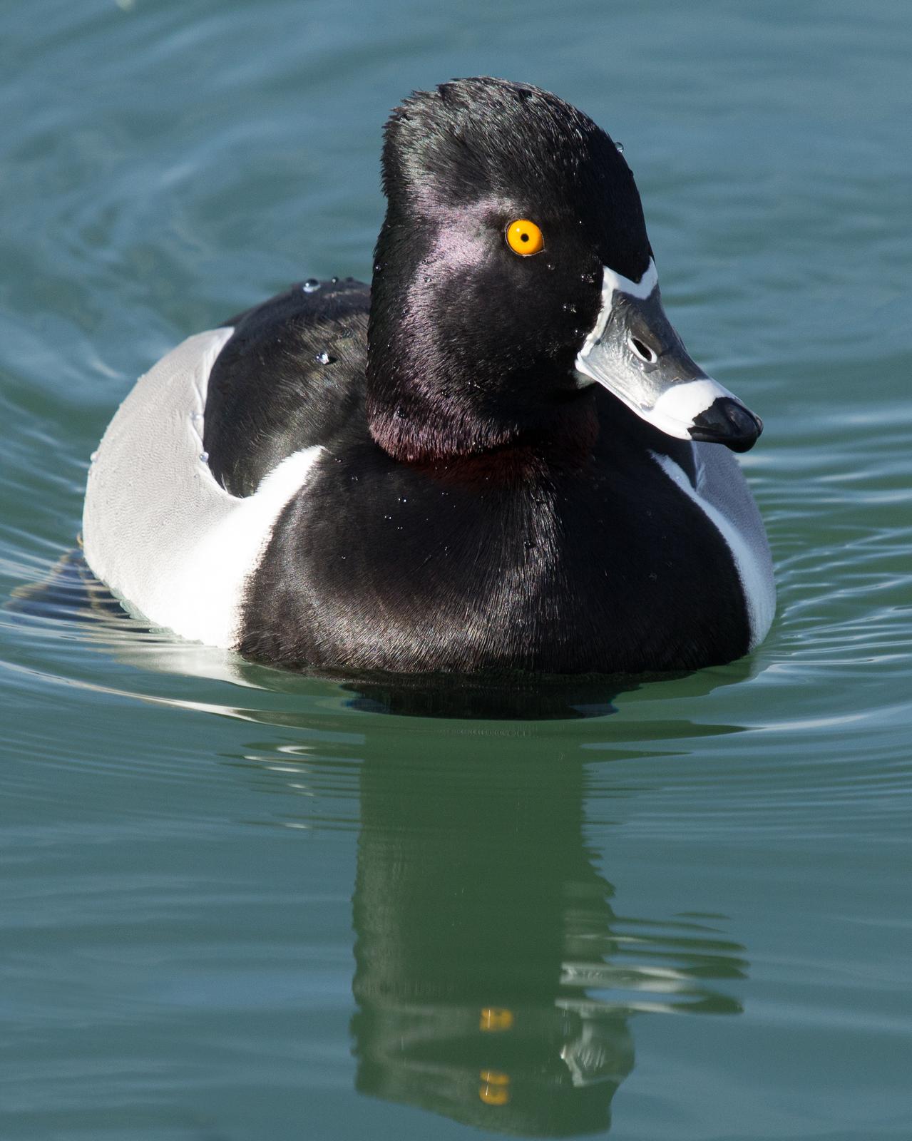 Ring-necked Duck Photo by Anita Strawn de Ojeda