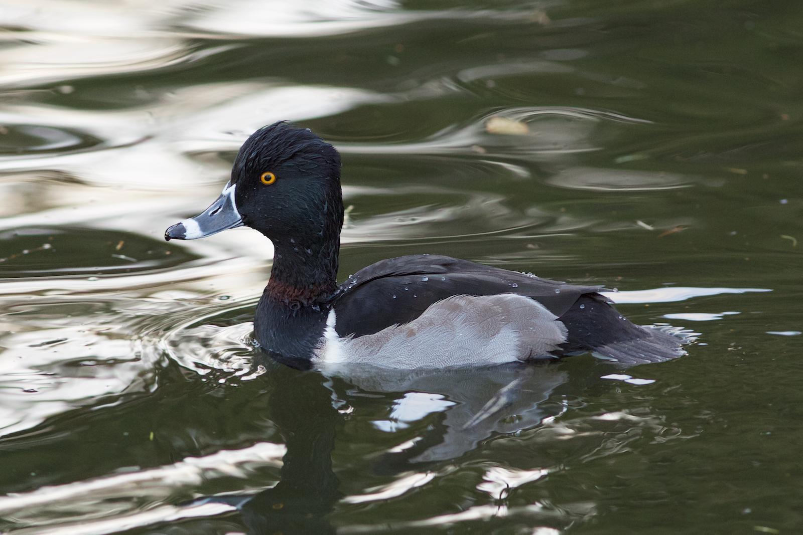 Ring-necked Duck Photo by Robin Horn