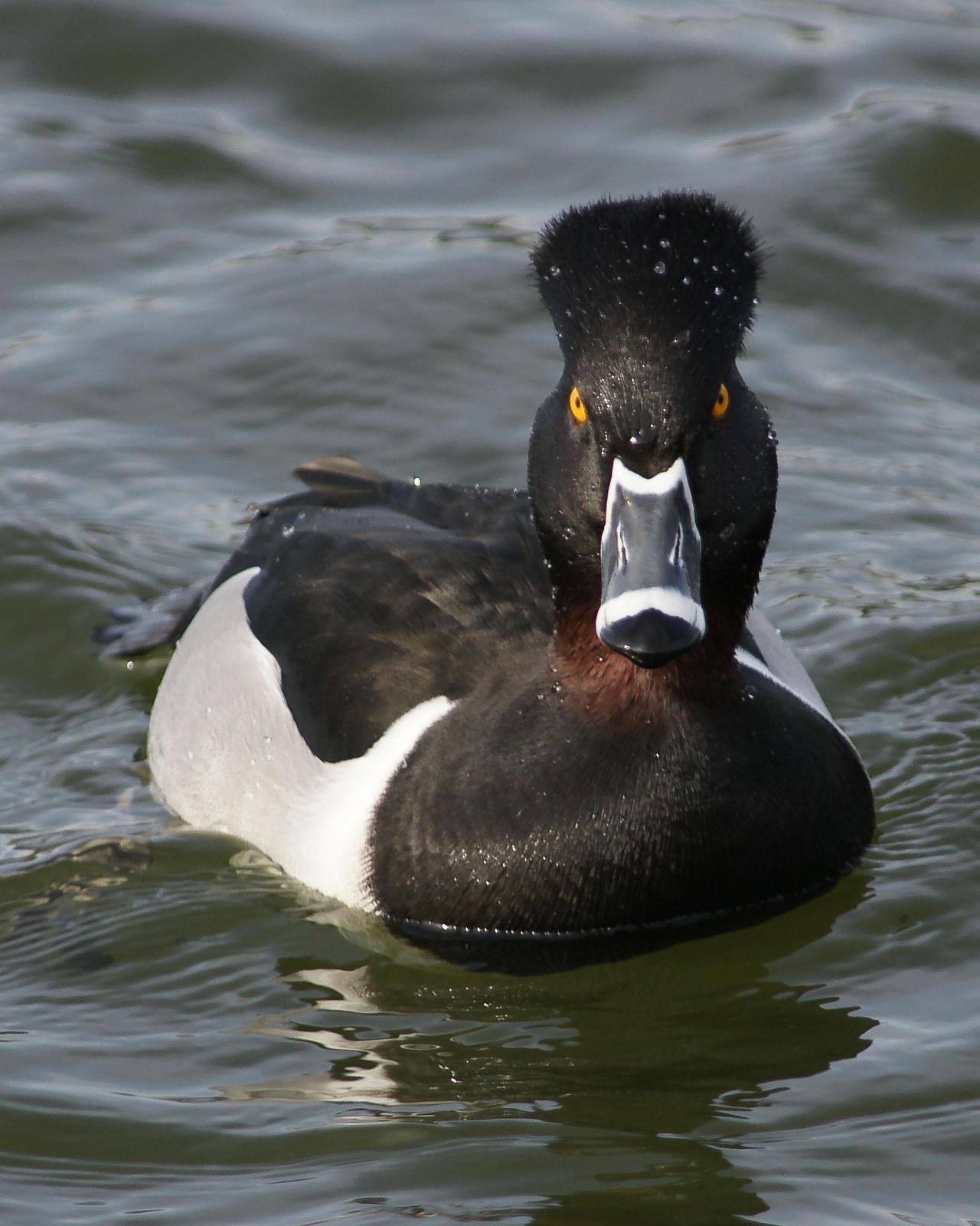 Ring-necked Duck Photo by Steve Percival