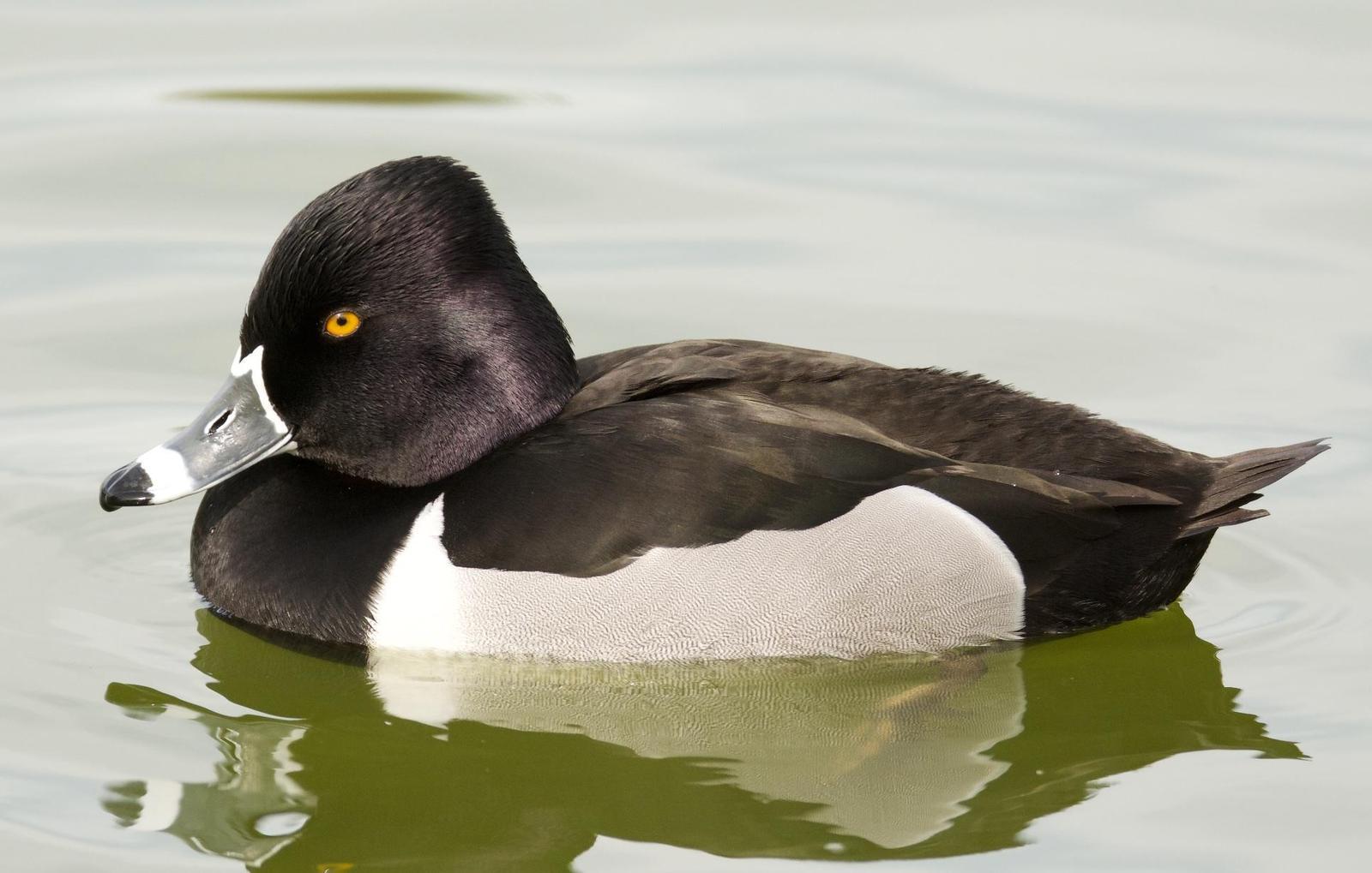 Ring-necked Duck Photo by Brian Avent