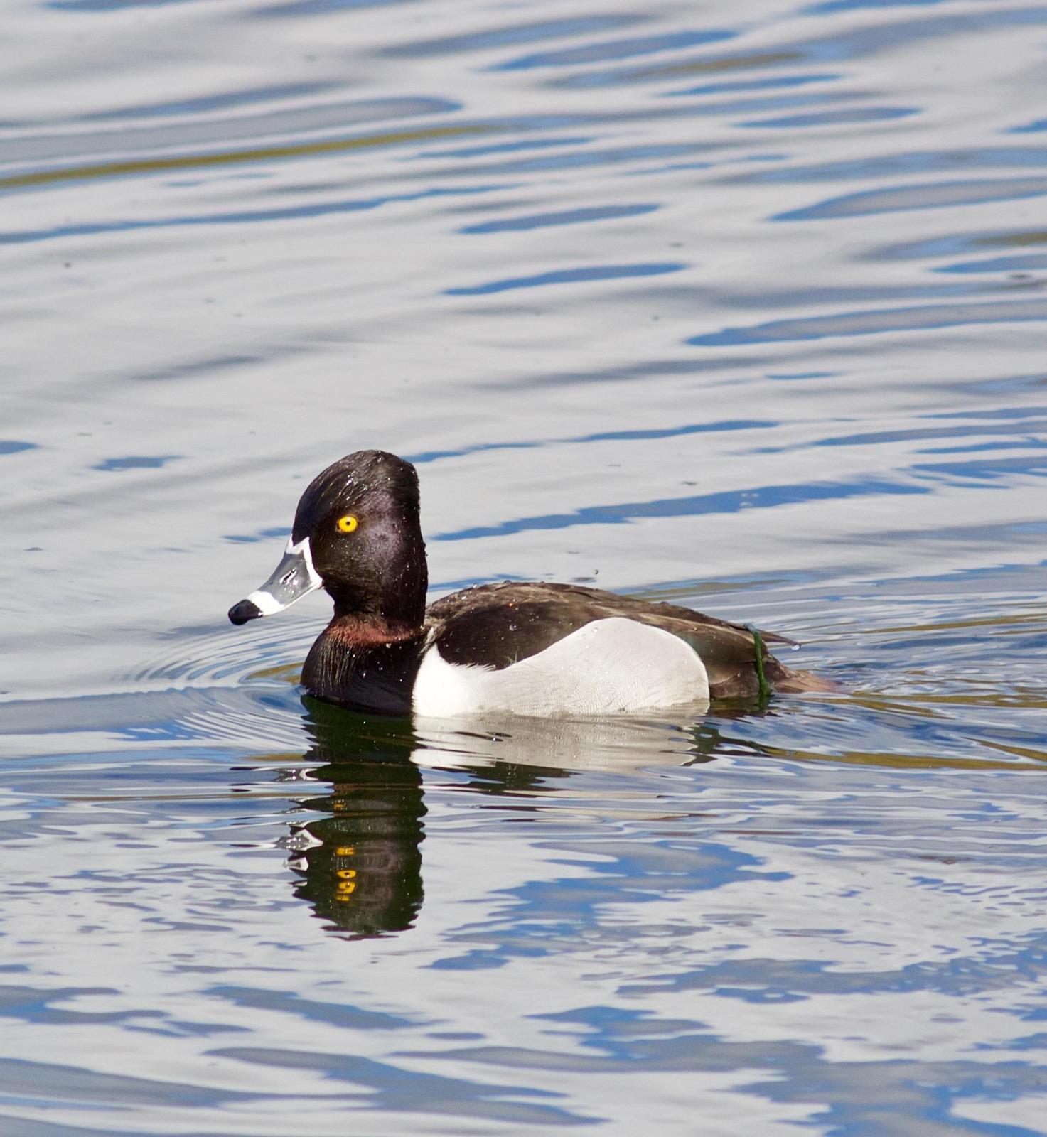 Ring-necked Duck Photo by Kathryn Keith