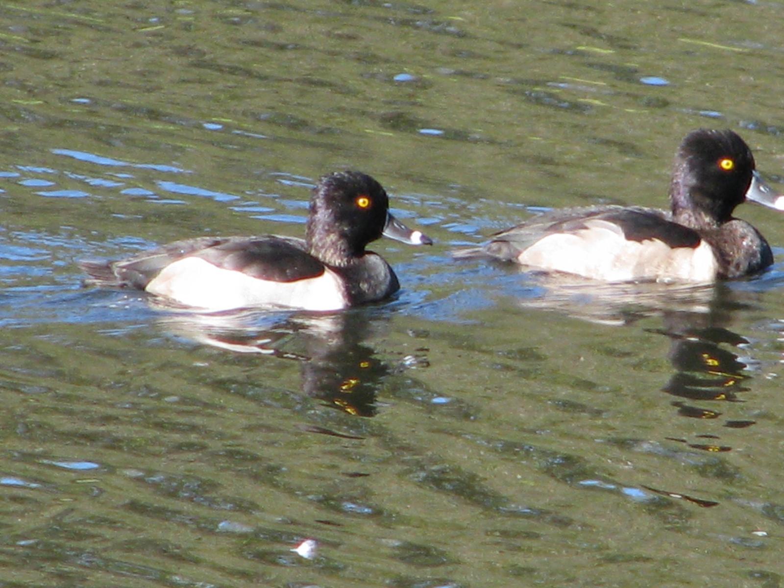 Ring-necked Duck Photo by Ted Goshulak