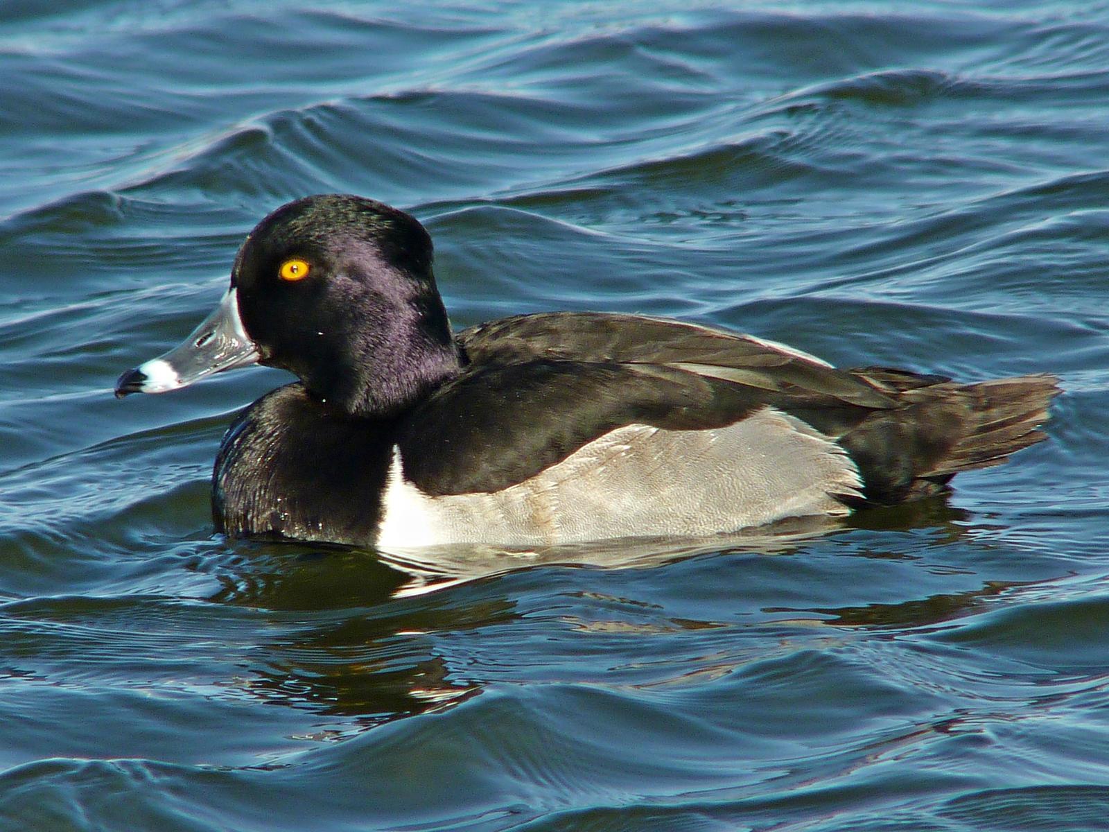 Ring-necked Duck Photo by Bob Neugebauer