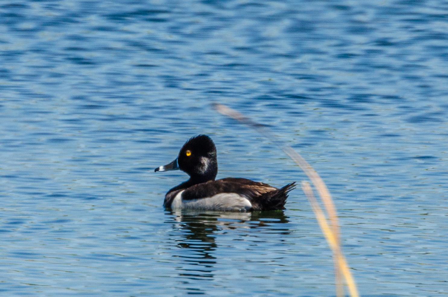 Ring-necked Duck Photo by Scott Yerges