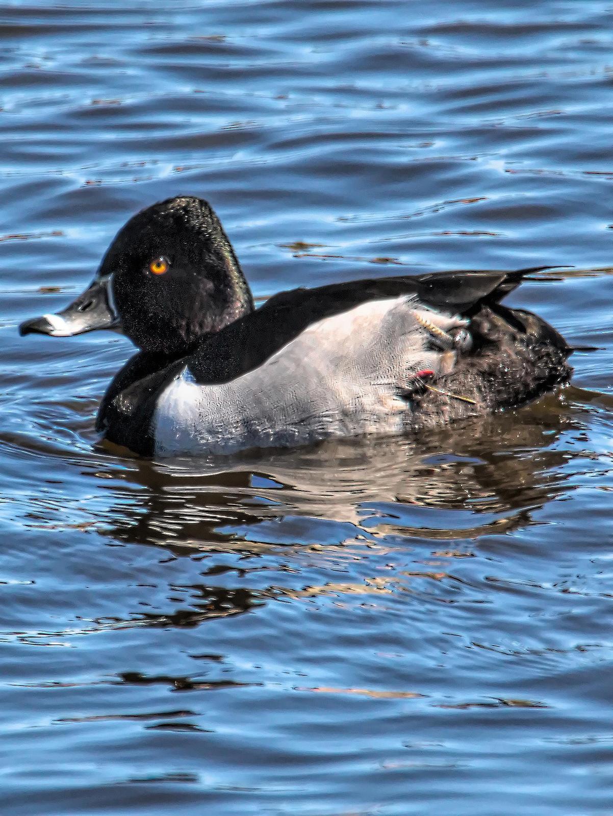 Ring-necked Duck Photo by Dan Tallman