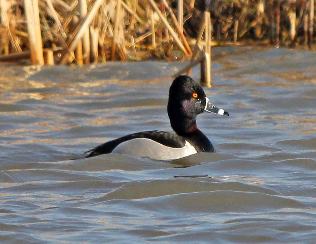 Ring-necked Duck Photo by Tom Gannon
