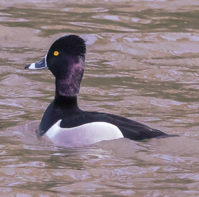 Ring-necked Duck Photo by Tom Gannon