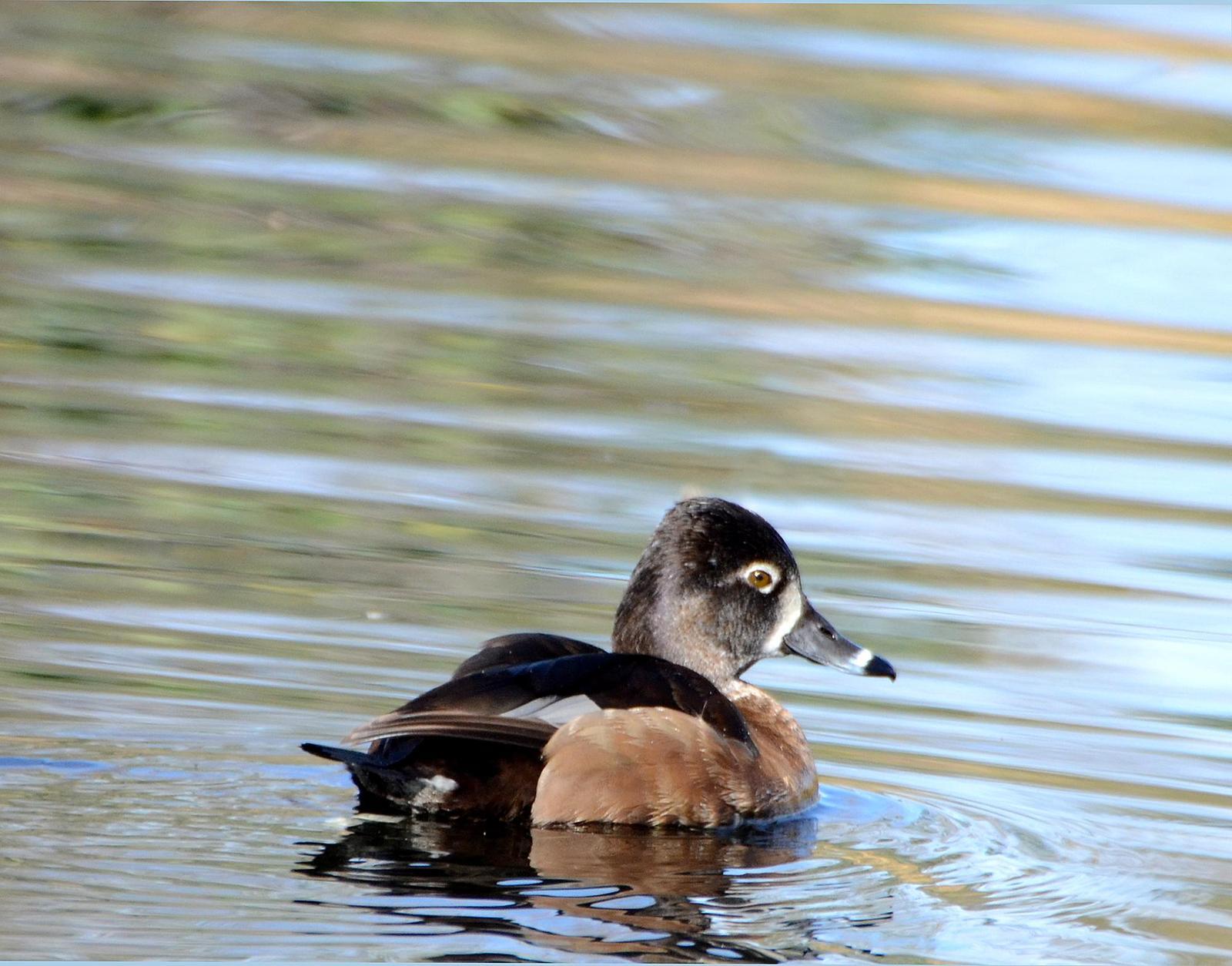 Ring-necked Duck Photo by Steven Mlodinow