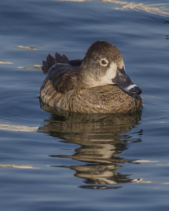Ring-necked Duck Photo by Anthony Gliozzo
