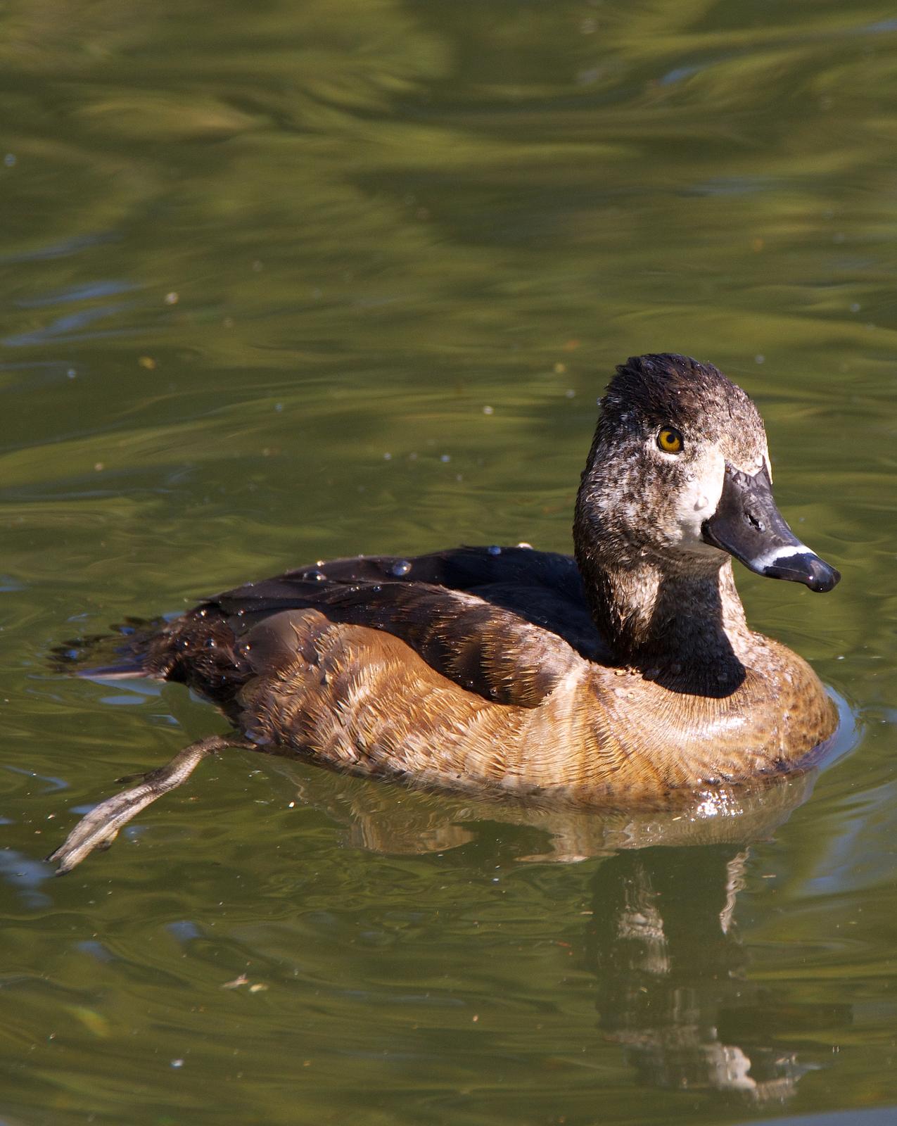 Ring-necked Duck Photo by Gerald Hoekstra