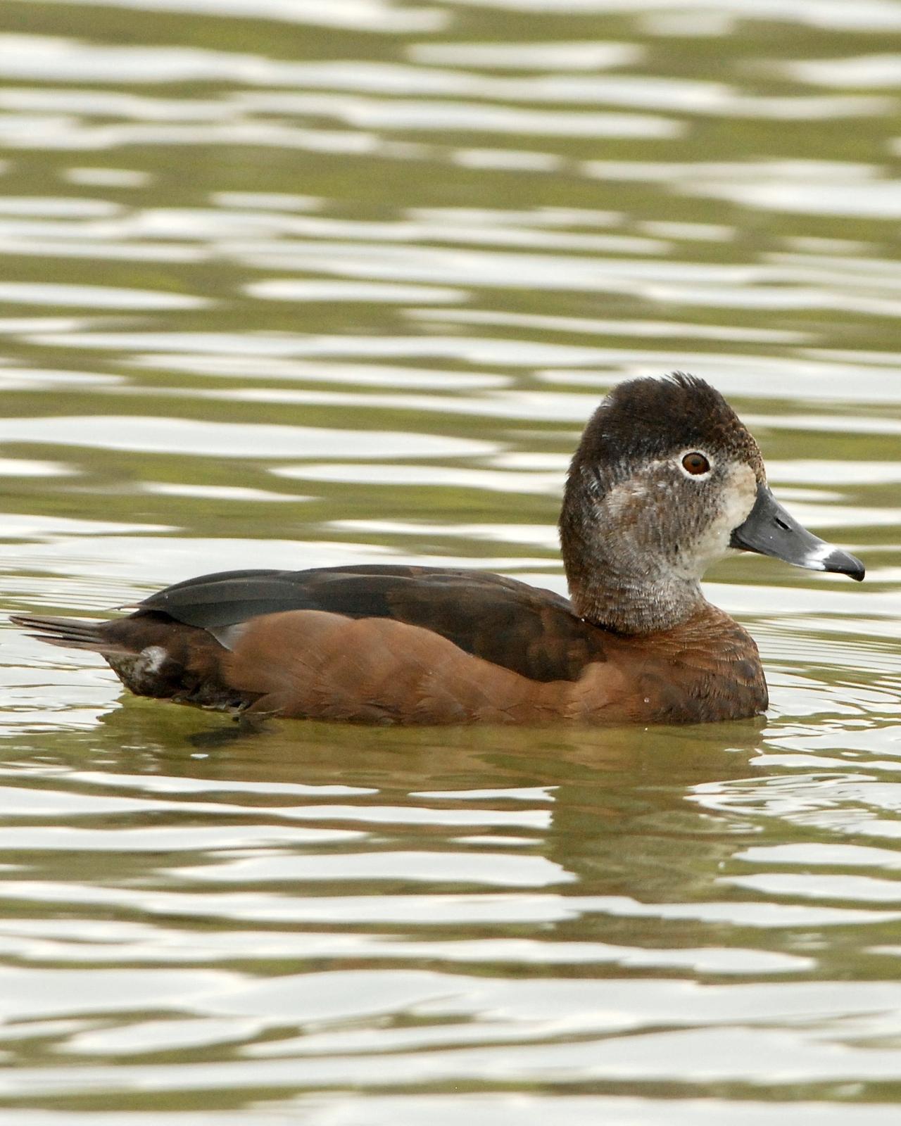 Ring-necked Duck Photo by David Hollie