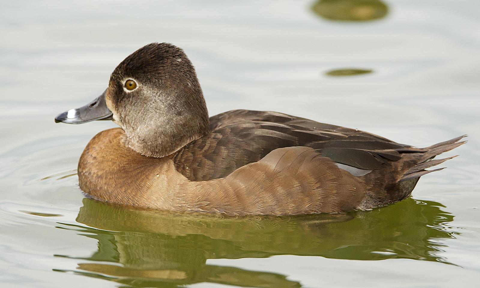 Ring-necked Duck Photo by Brian Avent