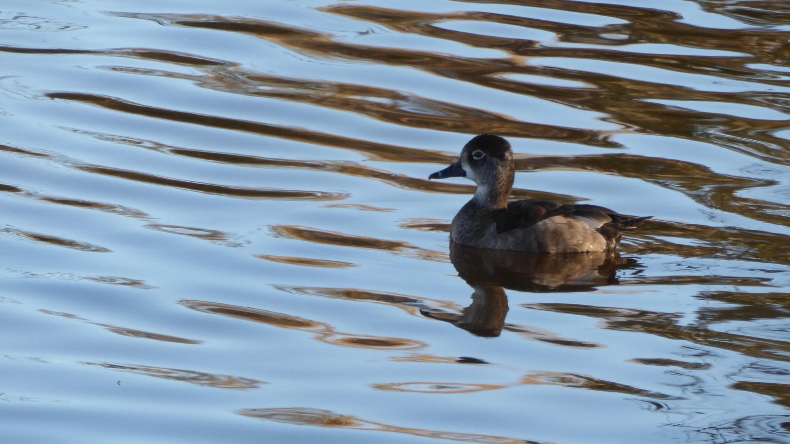 Ring-necked Duck Photo by Daliel Leite