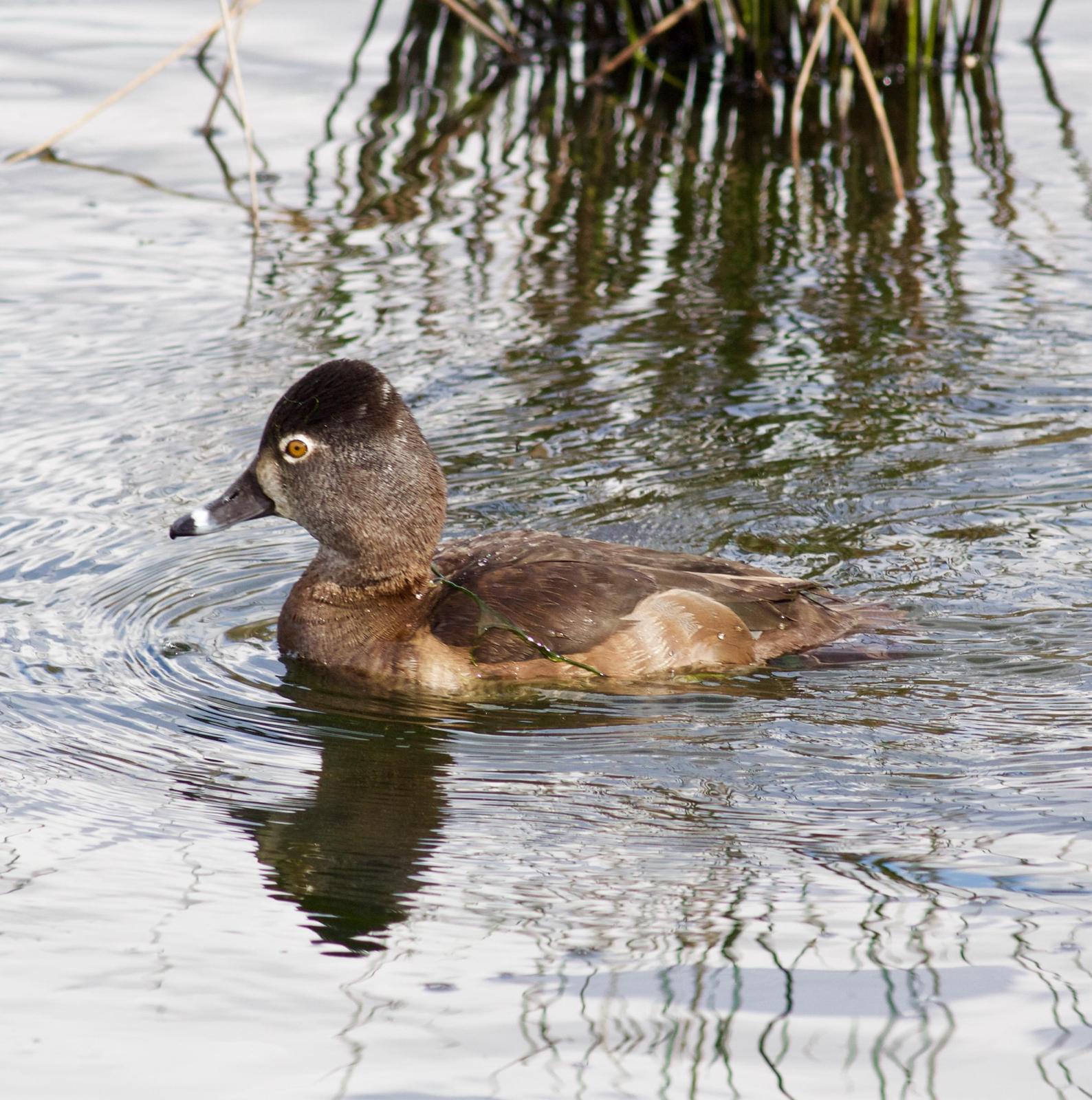 Ring-necked Duck Photo by Kathryn Keith