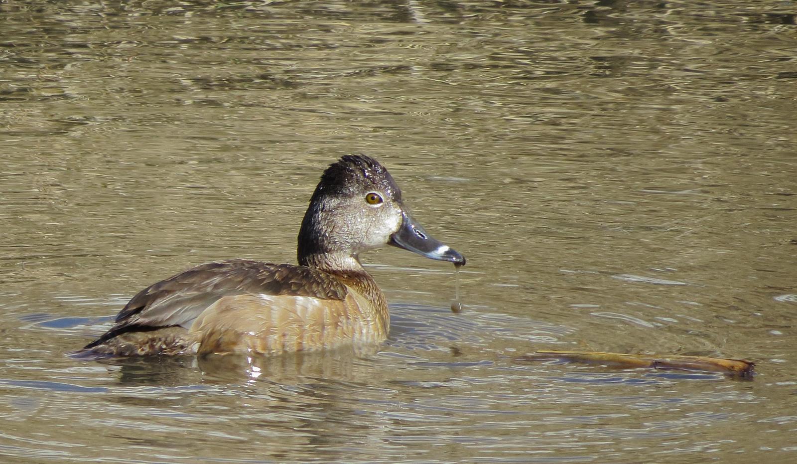 Ring-necked Duck Photo by Kent Jensen
