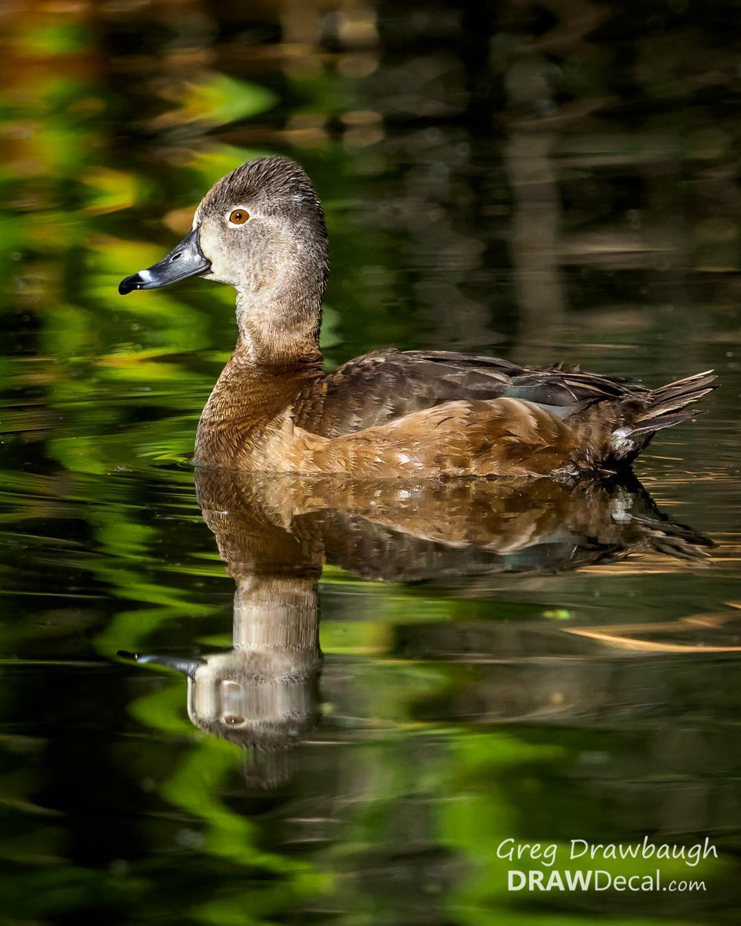 Ring-necked Duck Photo by Greg Drawbaugh