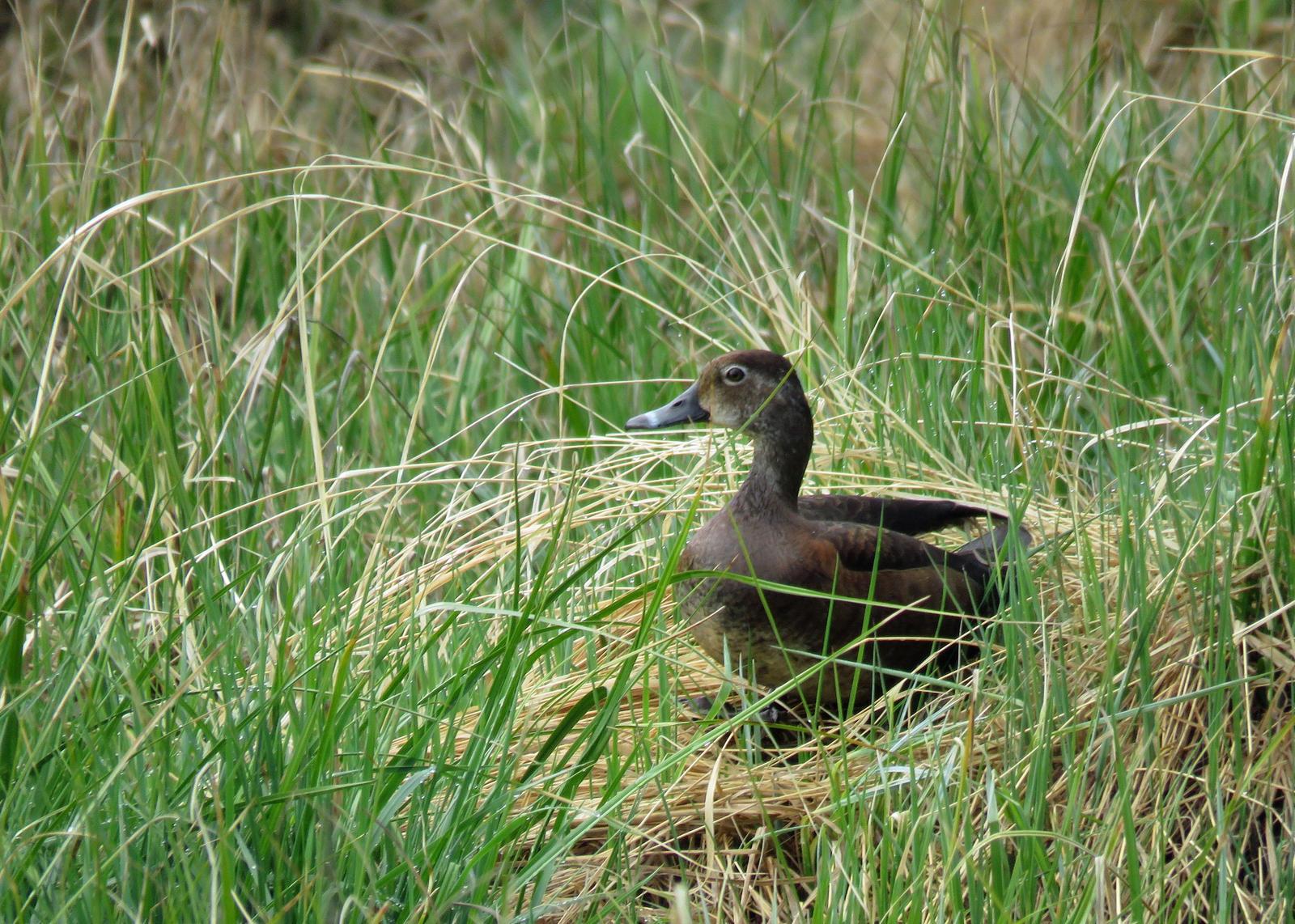 Ring-necked Duck Photo by Kelly Preheim