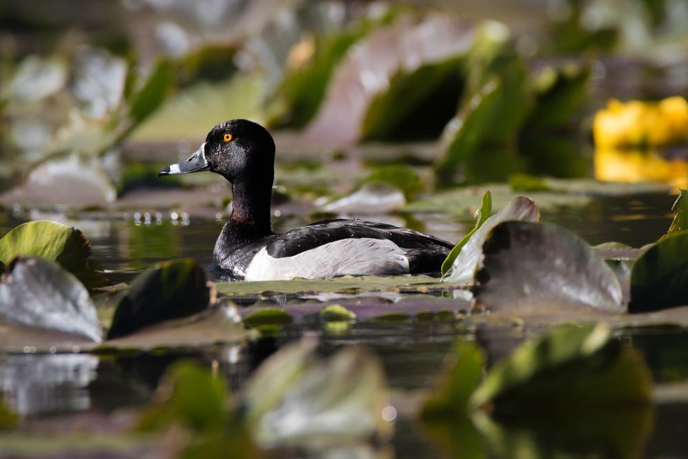 Ring-necked Duck Photo by Amanda Fulda