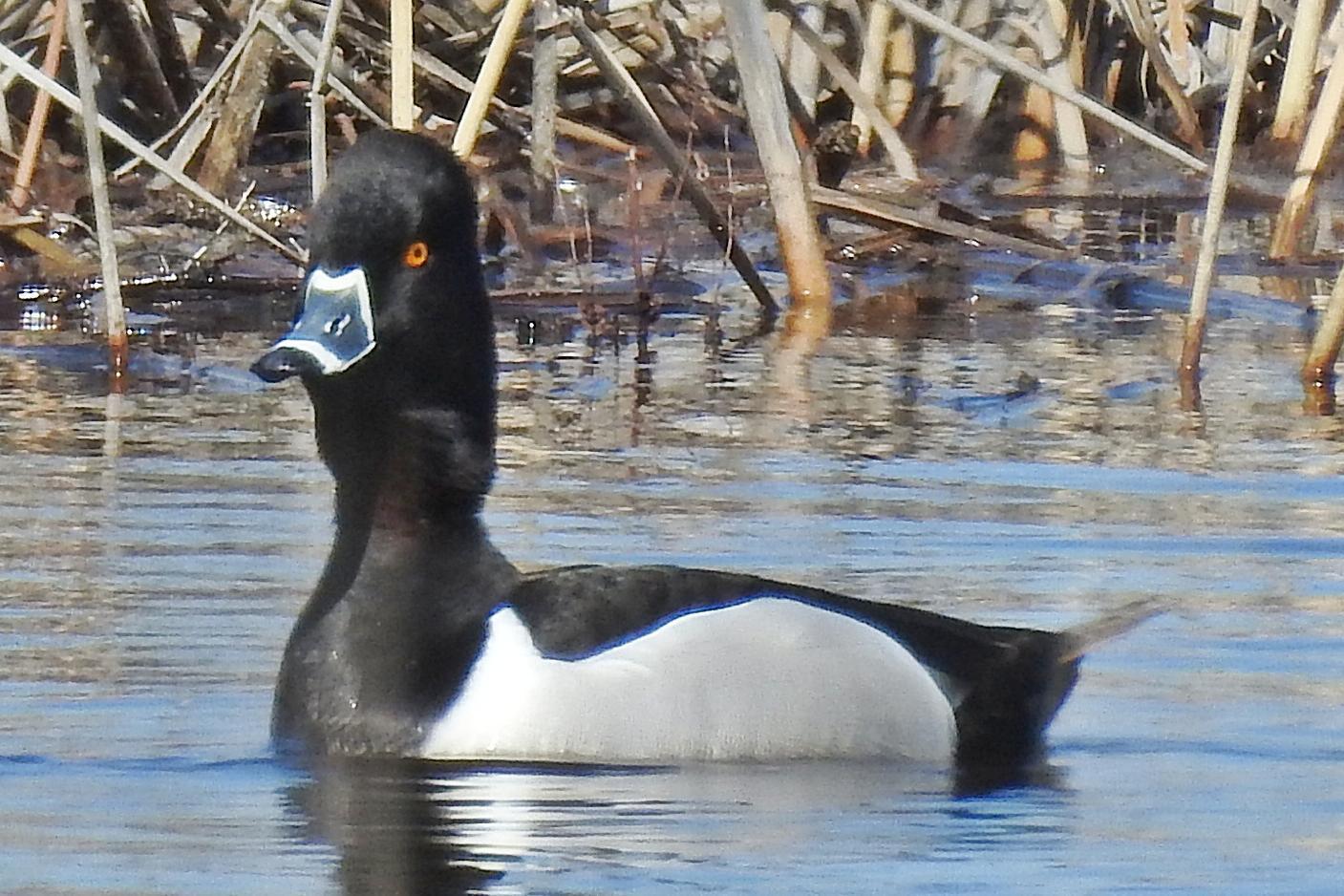 Ring-necked Duck Photo by Enid Bachman