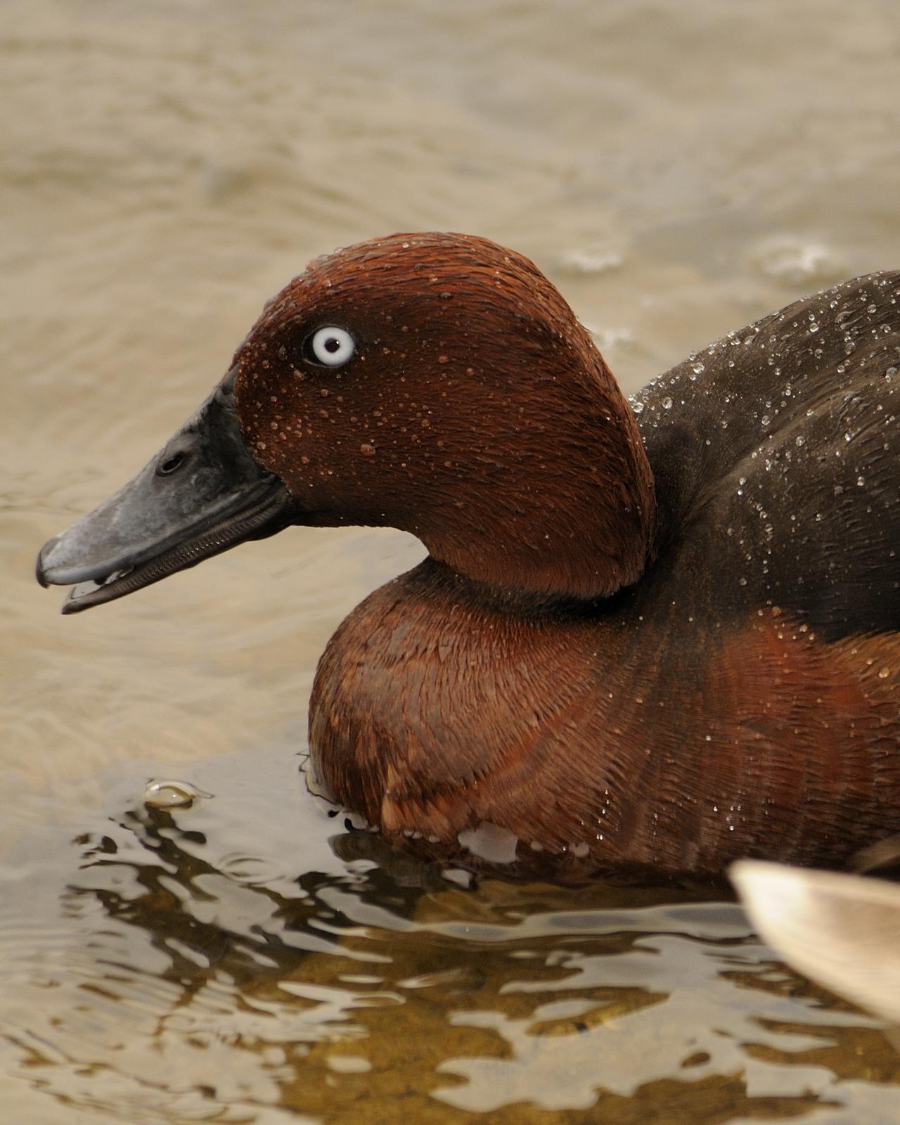 Ferruginous Duck Photo by Andres Rios